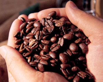 咖啡豆- Java爪哇