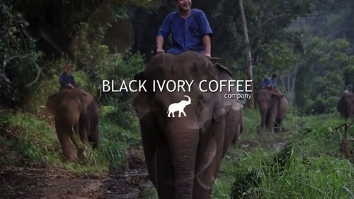 咖啡豆-黑色象牙咖啡（大象咖啡）